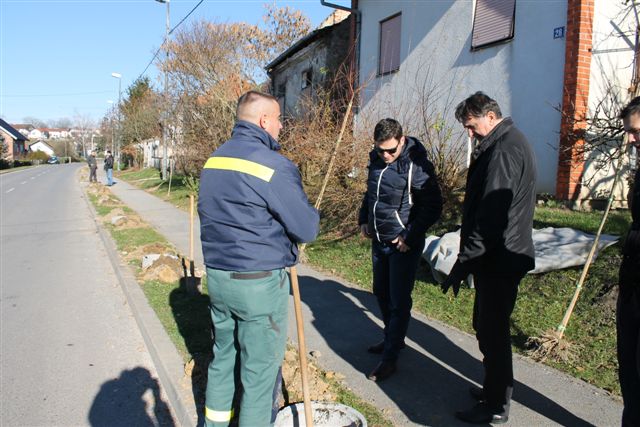 Posađen drvored u Zagrebačkoj ulici