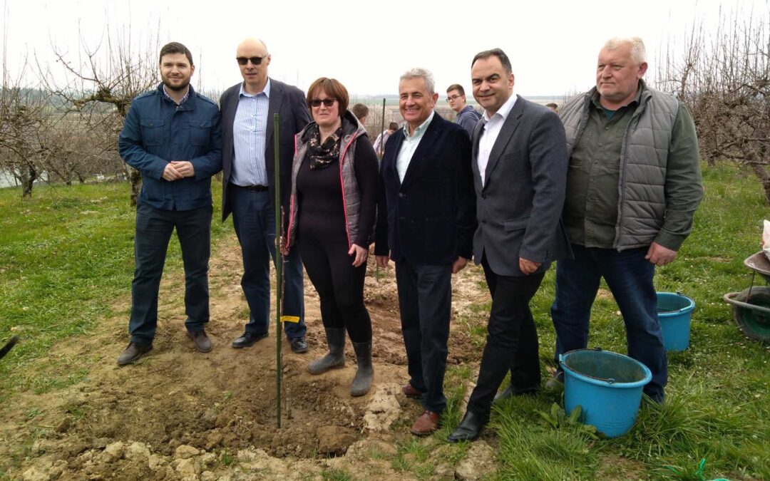 Sadnja starih autohtonih sorti jabuka u voćnjaku Osnovne škole u Križu