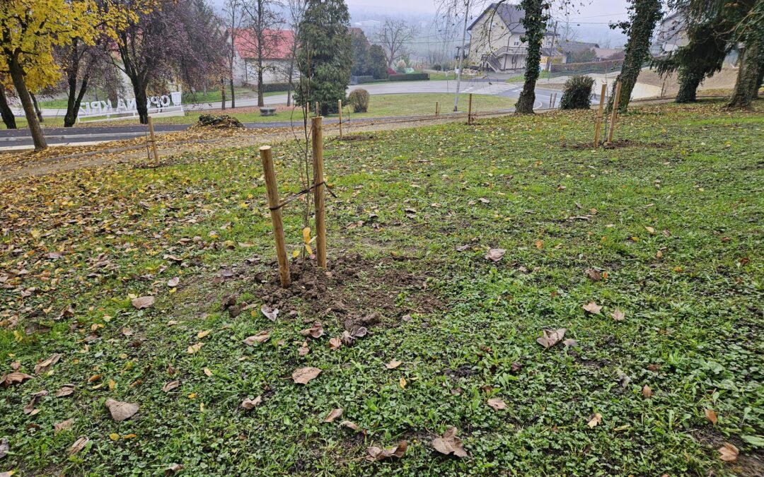NASTAVLJENA SADNJA STABALA NA PODRUČJU OPĆINE KRIŽ