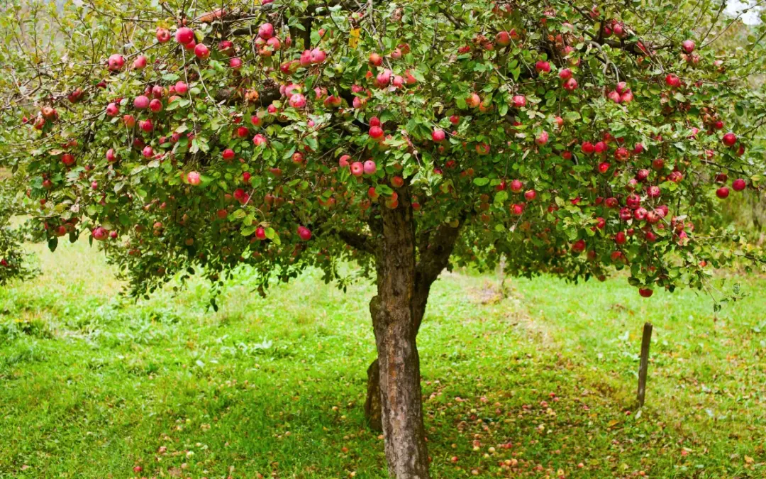 STARE SORTE VOĆAKA VRAĆAJU SE U KRIŽ – SUDJELUJ U PROJEKTU!