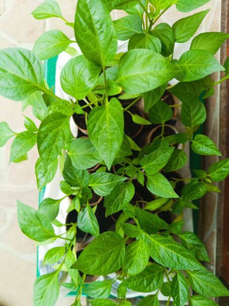 0-04-05-85093d6d7ad1f6628ba6aa7101d487626a54b292cf55073e6df0abd50a201086_2d494784531a986e