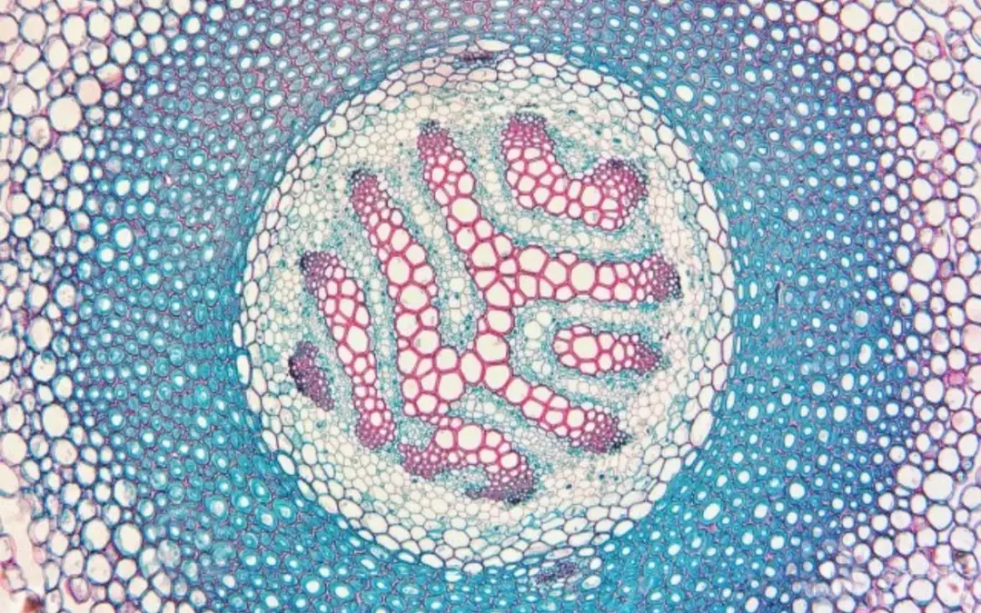 IZLOŽBA ARHITEKTURA BILJNE ANATOMIJE