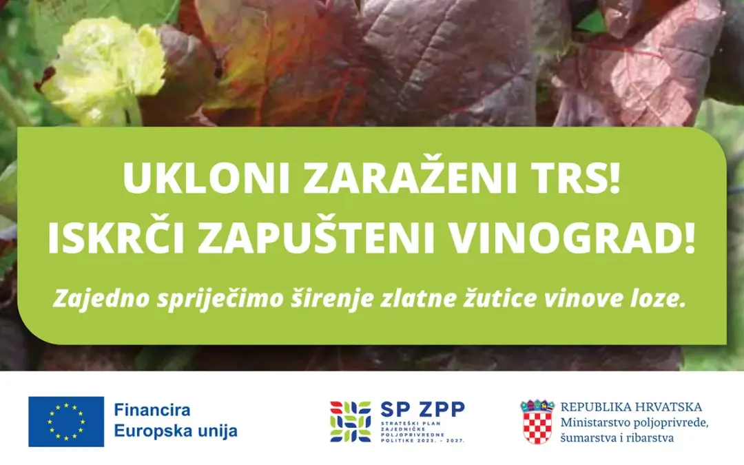 Spriječimo širenje zlatne žutice i zaštitimo vinograde